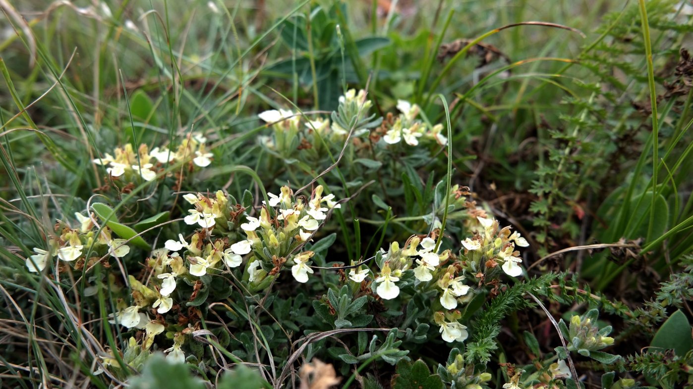 Image of Teucrium jailae specimen.