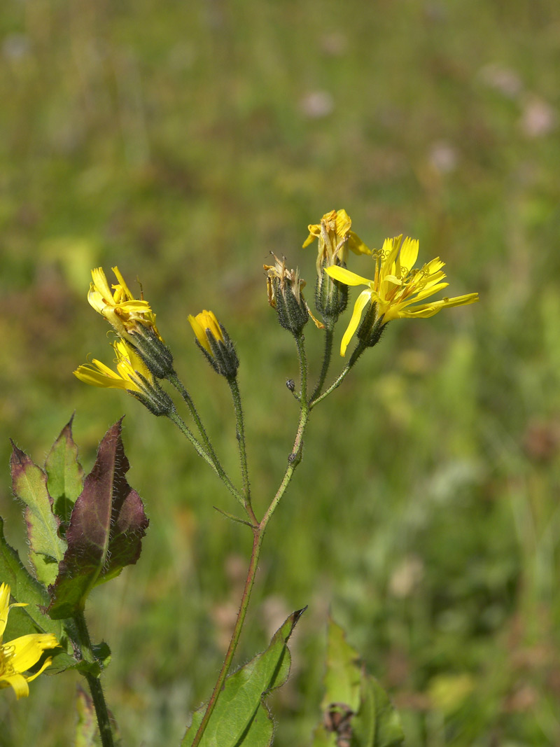 Изображение особи Hieracium leptoprenanthes.