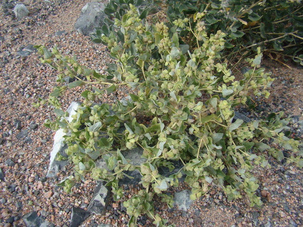 Image of Atriplex centralasiatica specimen.