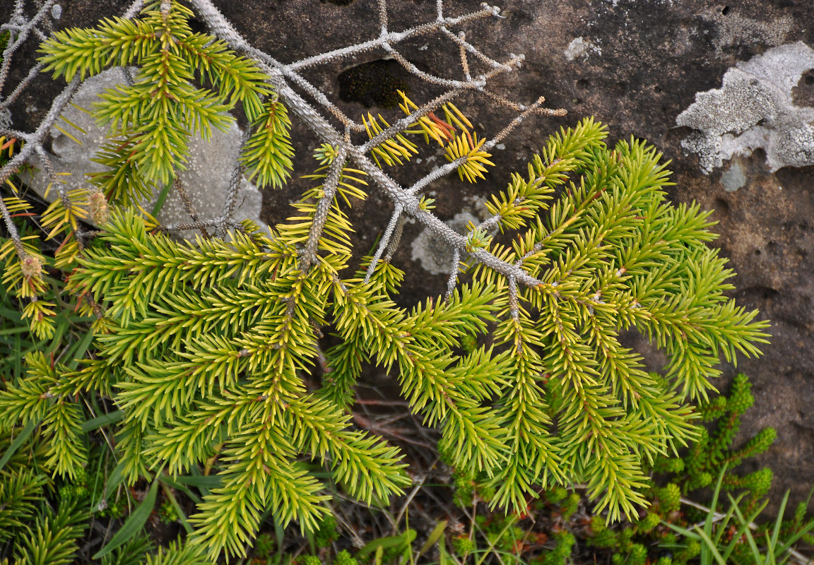 Image of genus Picea specimen.