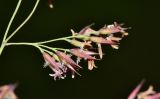 Calamagrostis langsdorffii. Часть соцветия. Приморский край, окр. г. Находка, обочина лесной дороги. 04.07.2016.