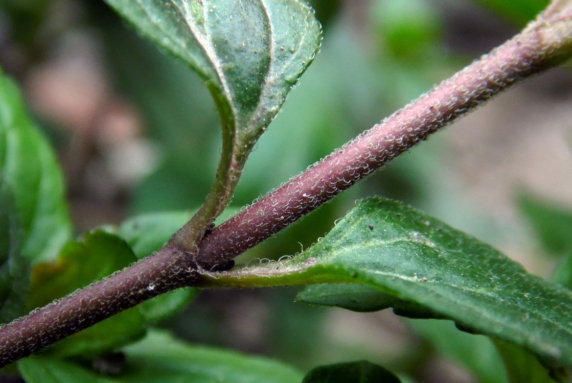 Image of Veronica umbrosa specimen.