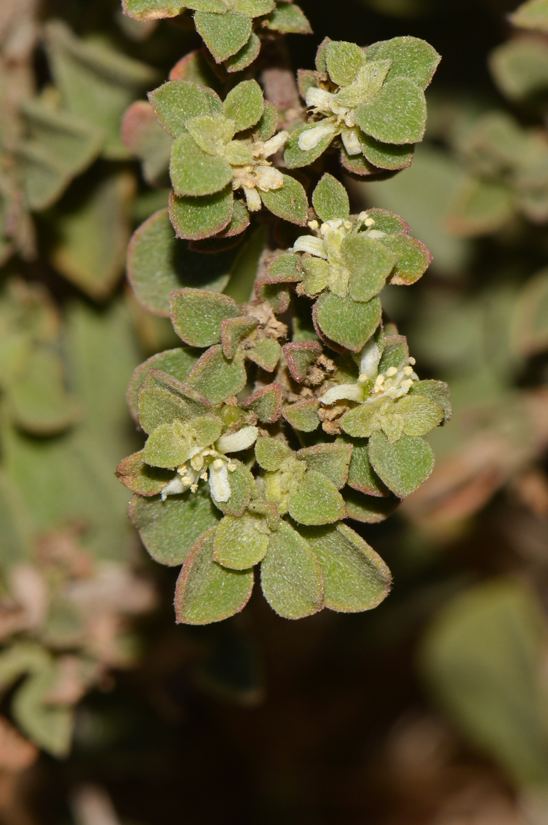 Image of Galenia pubescens specimen.