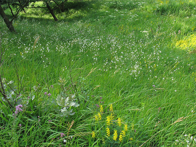 Image of Anthericum ramosum specimen.