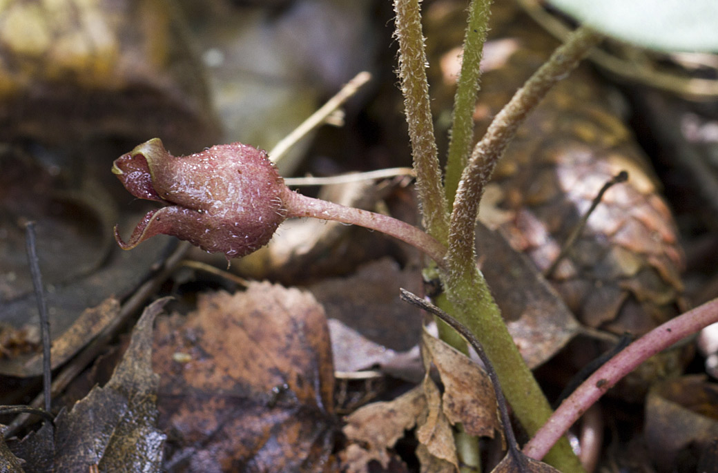 Image of Asarum europaeum specimen.