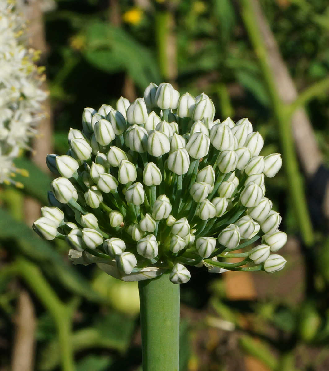 Image of Allium cepa specimen.