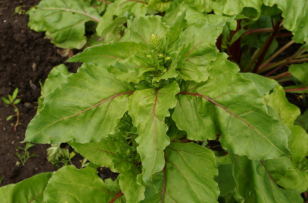 Image of Beta vulgaris specimen.