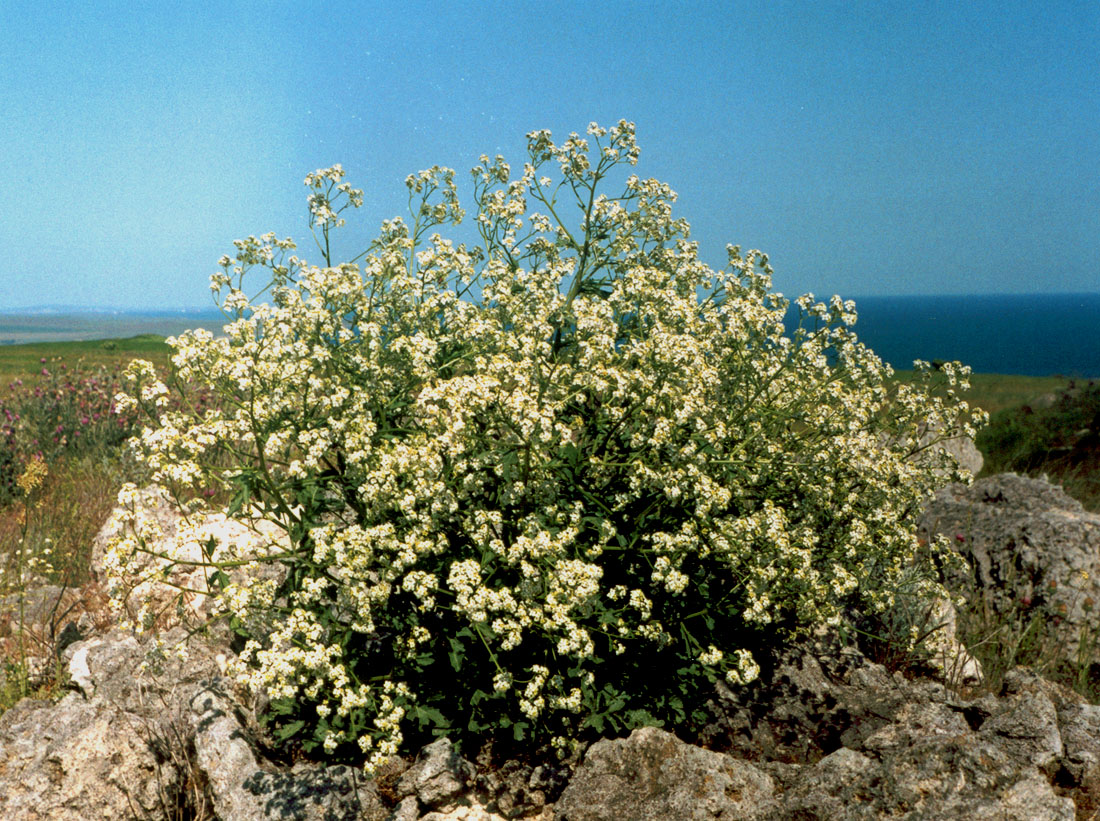 Image of Crambe tataria specimen.