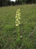 Platanthera chlorantha. Цветущее растение. ФРГ, земля Северный Рейн-Вестфалия, р-н Ойскирхен, окр. г. Бад-Мюнстерайфель, луговой склон. 30 мая 2010 г.