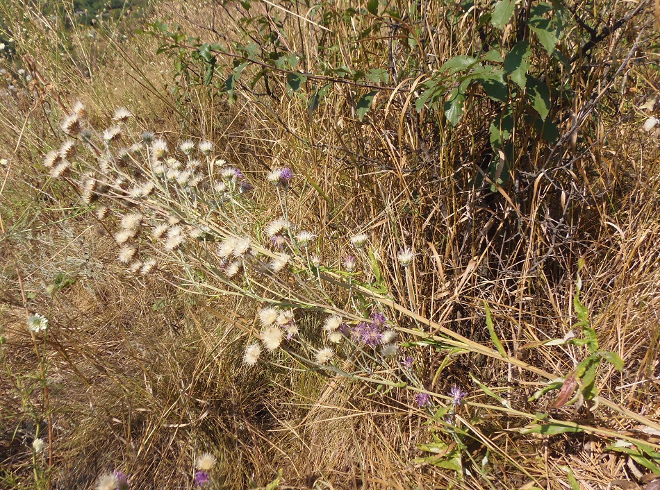 Image of genus Jurinea specimen.