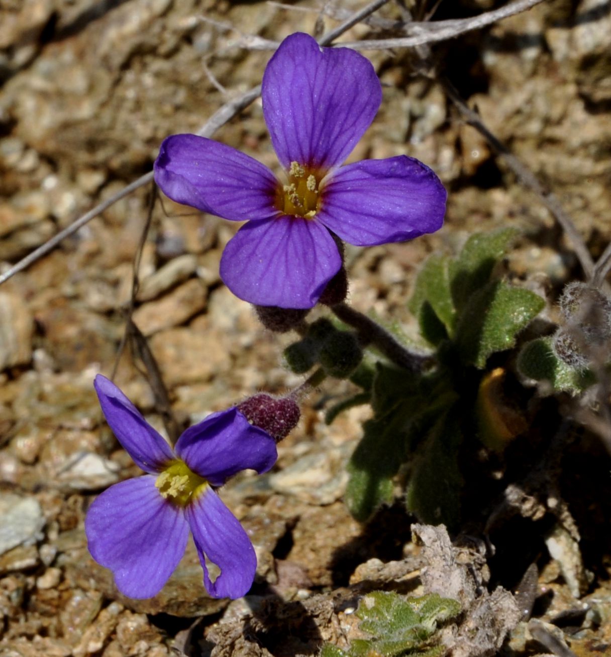 Изображение особи Aubrieta thessala.