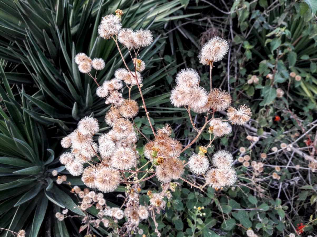 Image of Heterotheca subaxillaris specimen.