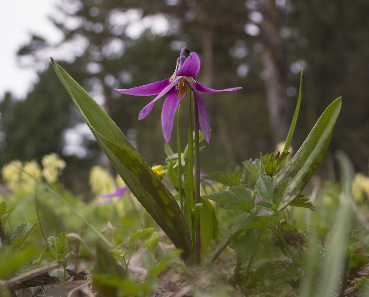 Image of Erythronium sibiricum specimen.