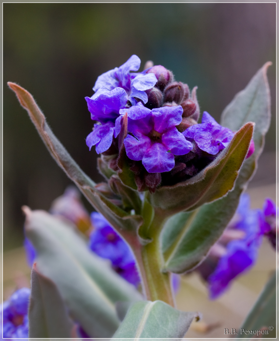 Image of Pulmonaria mollis specimen.