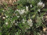 Astragalus rupifragus. Цветущие растения. Горный Крым, окр. с. Родное, бал. Минестерская. 27.03.2017.