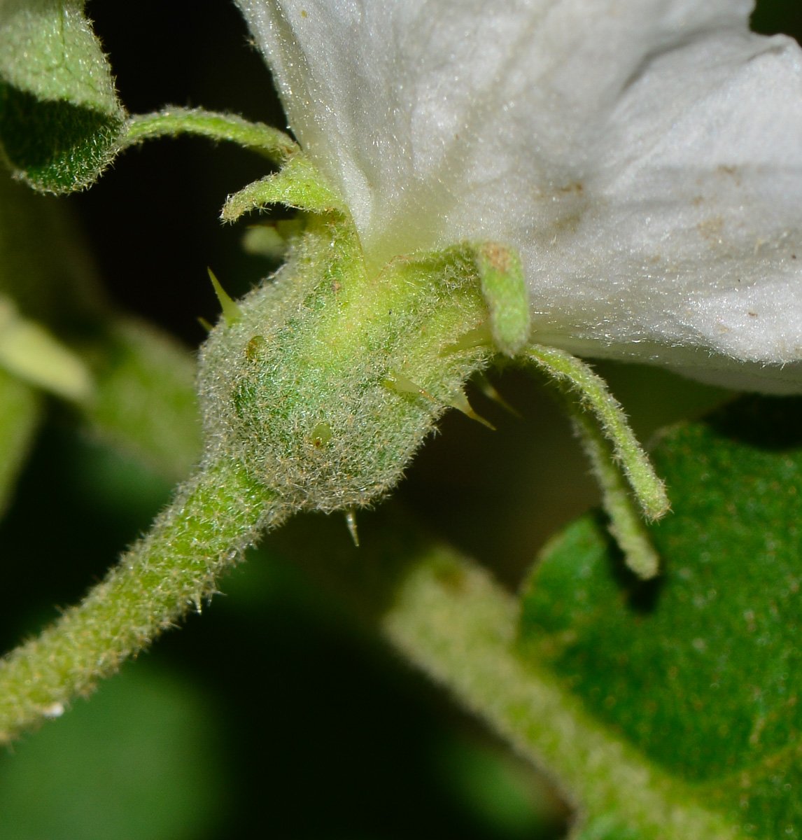 Image of Solanum undatum specimen.