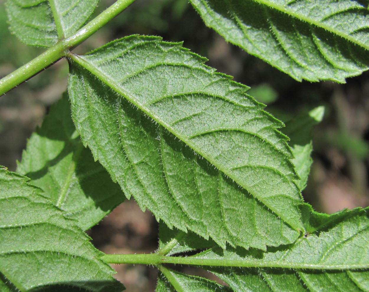 Image of Fraxinus coriariifolia specimen.