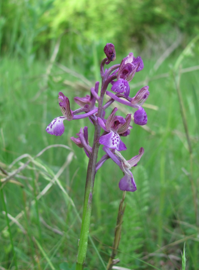 Image of Anacamptis morio ssp. caucasica specimen.