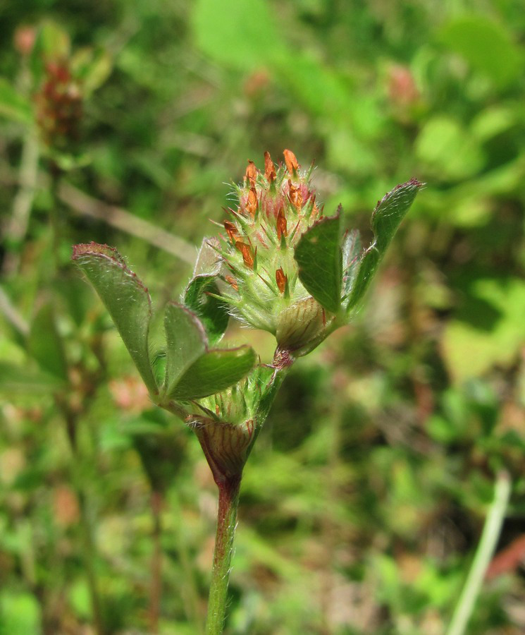 Image of Trifolium striatum specimen.