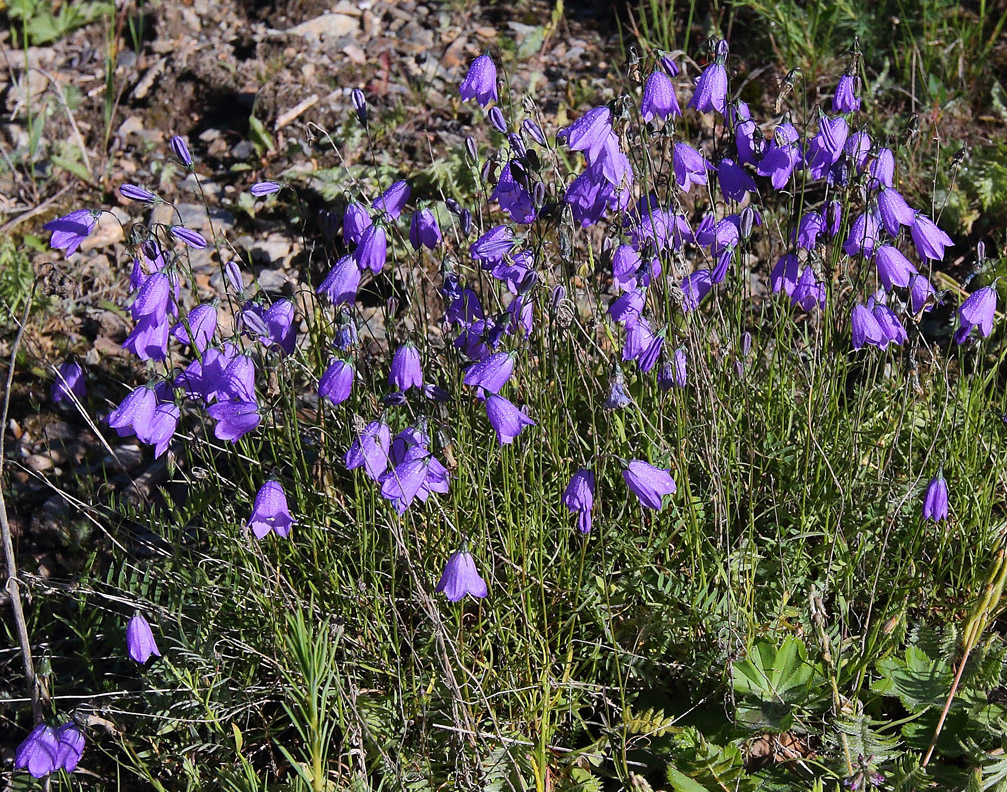 Изображение особи Campanula rotundifolia.