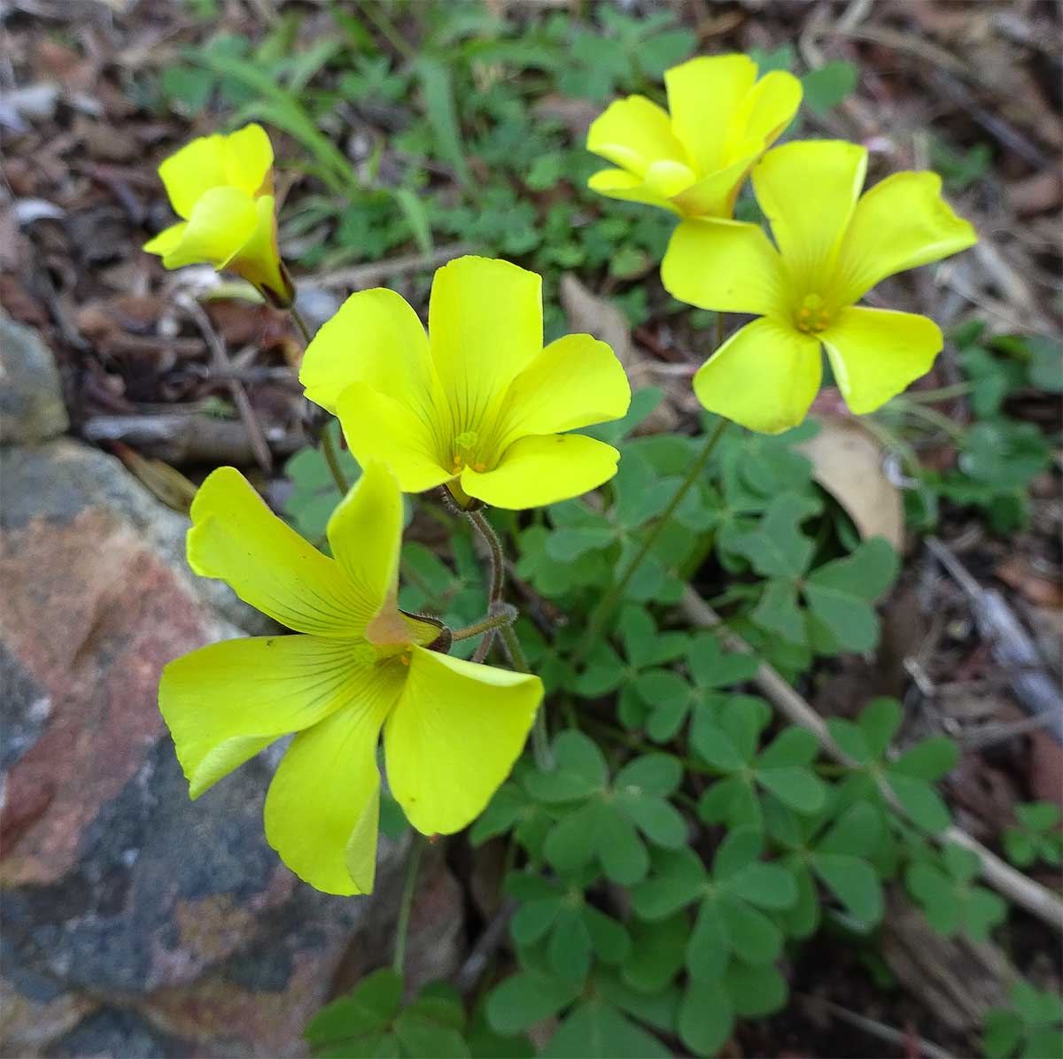 Oxalis PES-caprae \