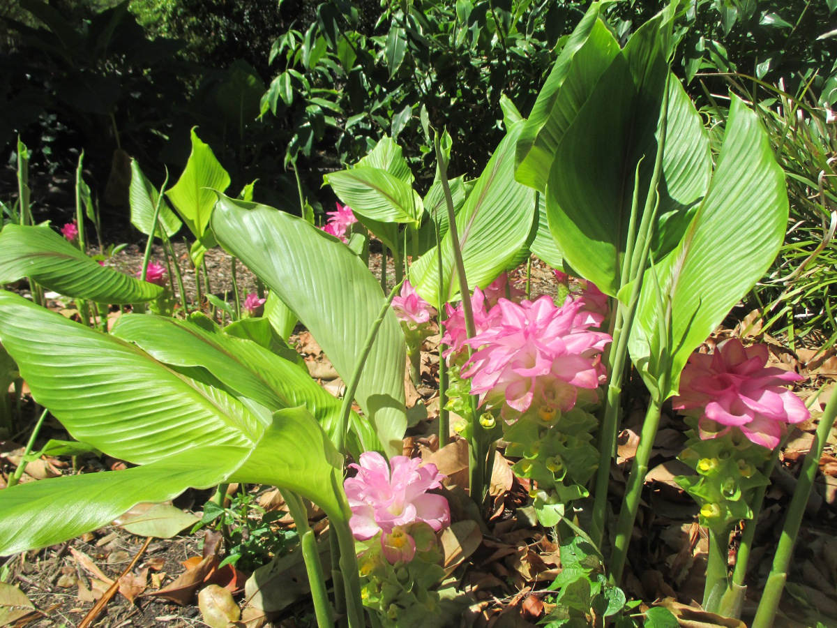 Изображение особи Curcuma longa.