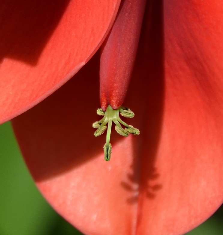 Image of Erythrina crista-galli specimen.