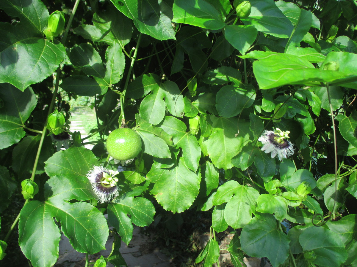 Image of Passiflora edulis specimen.