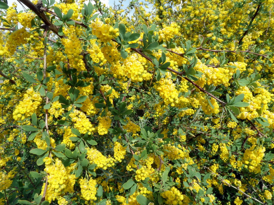 Image of Berberis iberica specimen.