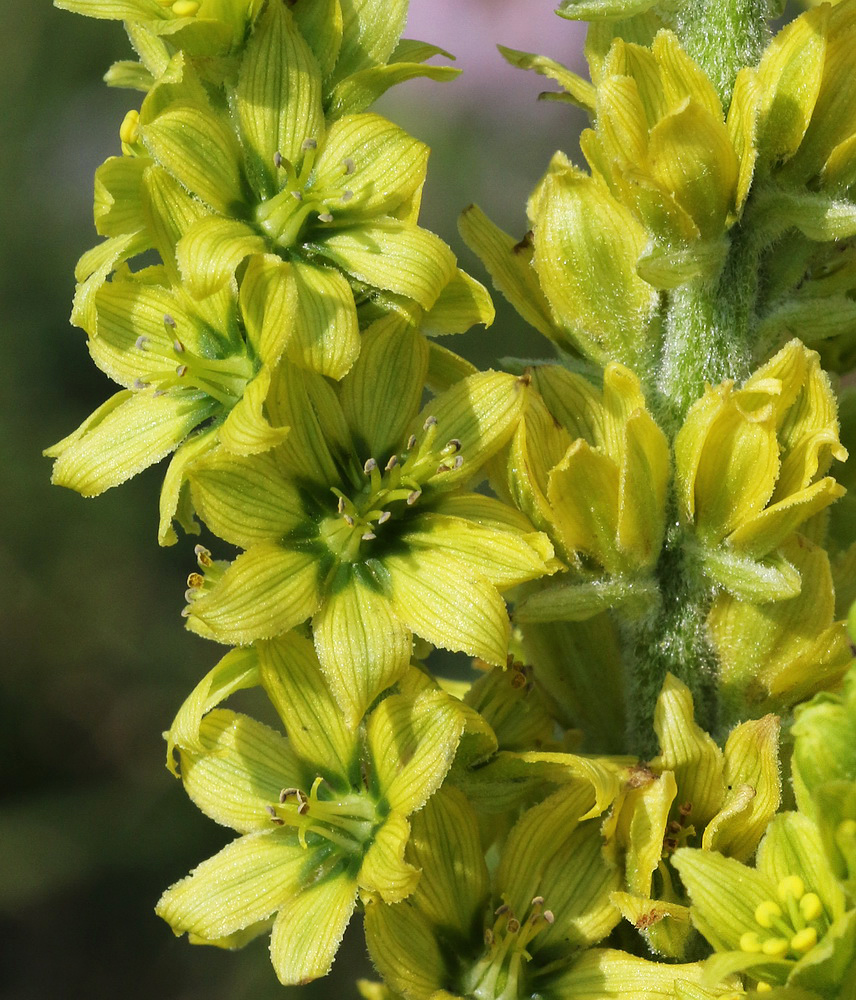 Изображение особи Veratrum lobelianum.