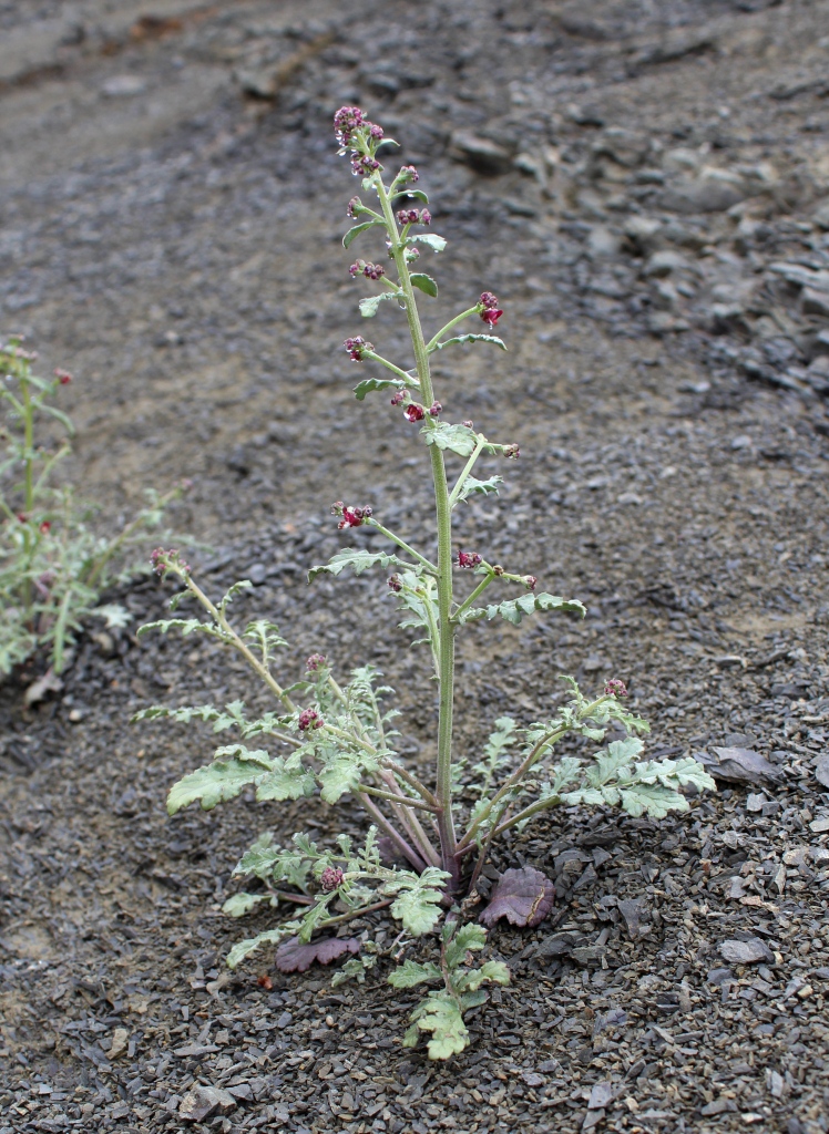 Image of Scrophularia rosulata specimen.