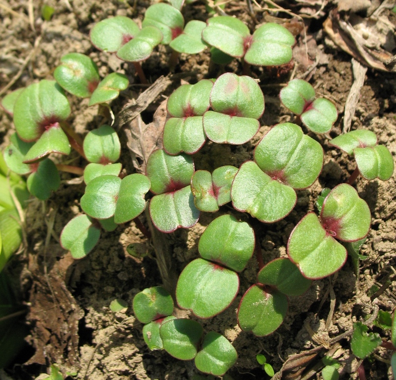 Image of Impatiens glandulifera specimen.