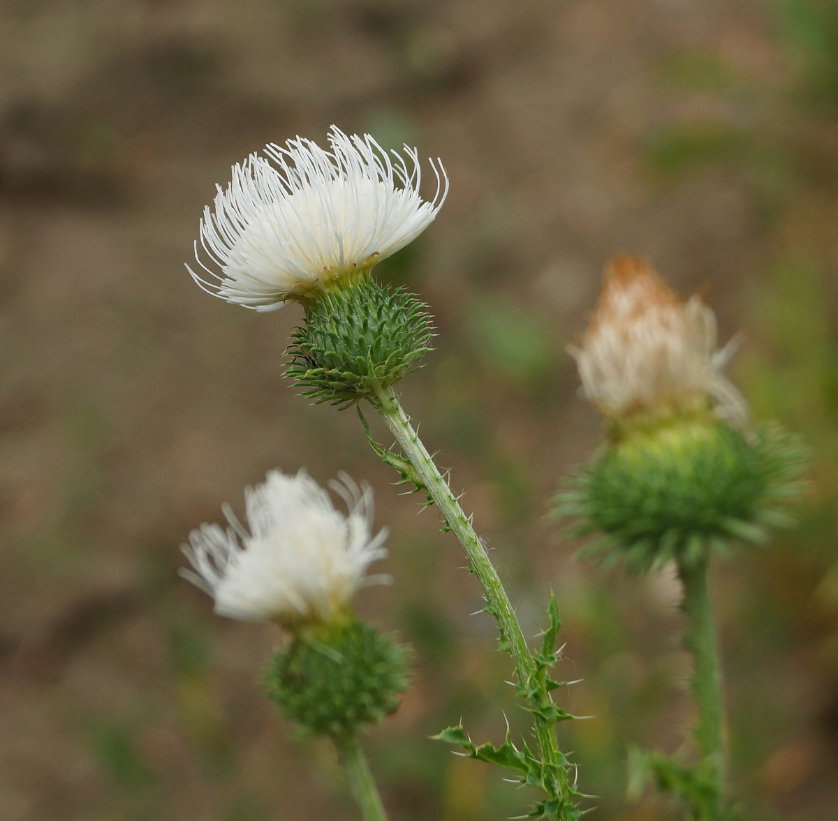 Image of Carduus acanthoides specimen.