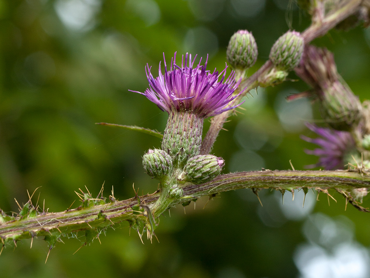 Image of Cirsium palustre specimen.