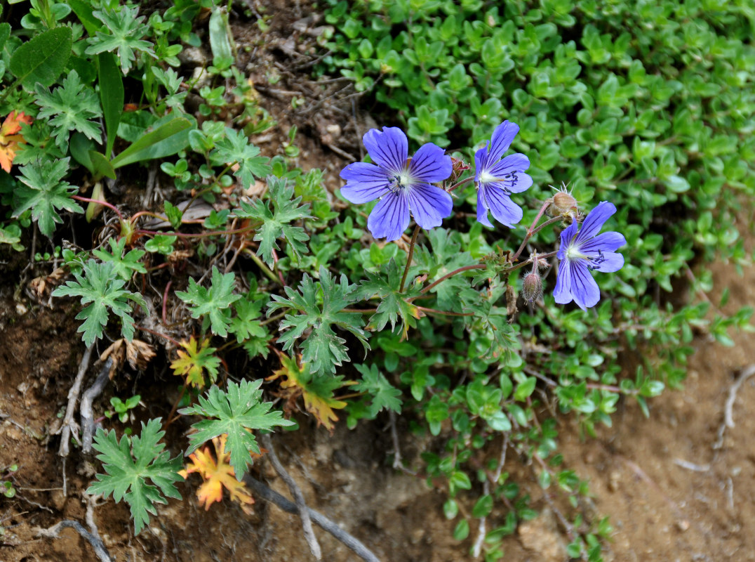 Изображение особи Geranium gymnocaulon.