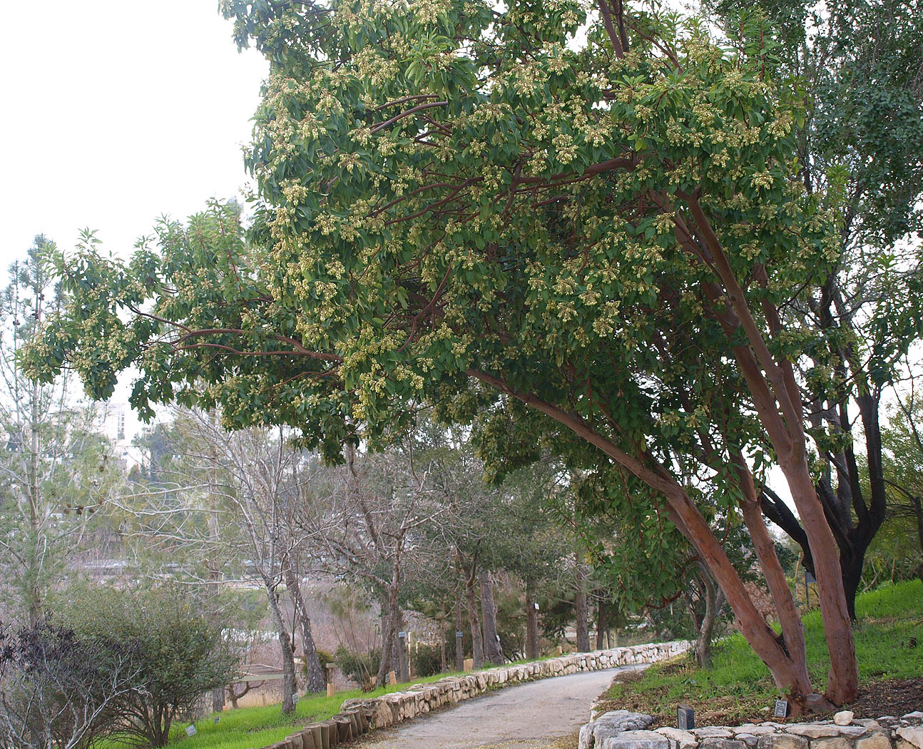 Изображение особи Arbutus xalapensis.