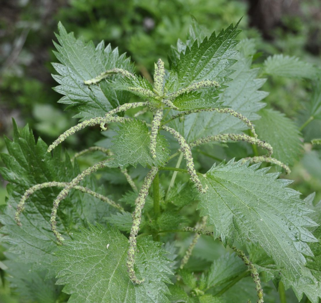 Image of Urtica membranacea specimen.