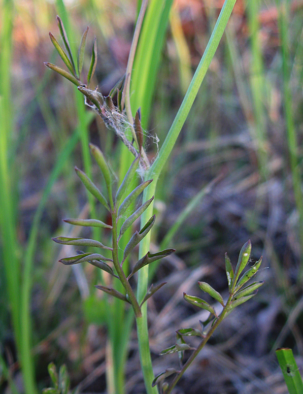 Image of Cardamine dentata specimen.