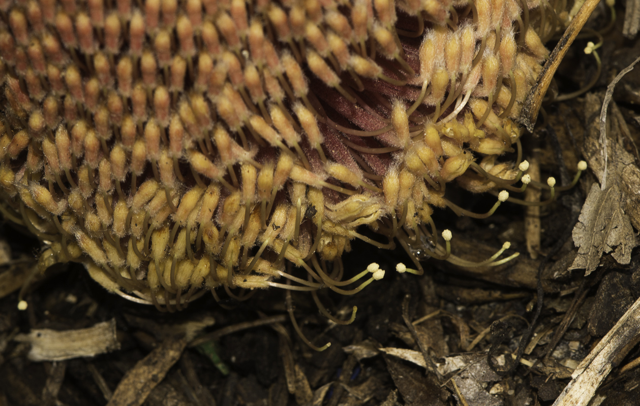 Image of Banksia blechnifolia specimen.