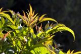 Tecoma castanifolia. Листья. Израиль, г. Бат-Ям, в озеленении. 14.04.2018.