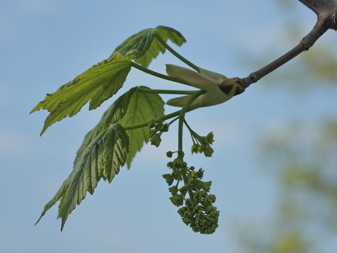 Image of Acer pseudoplatanus specimen.