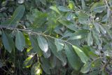 genus Salix