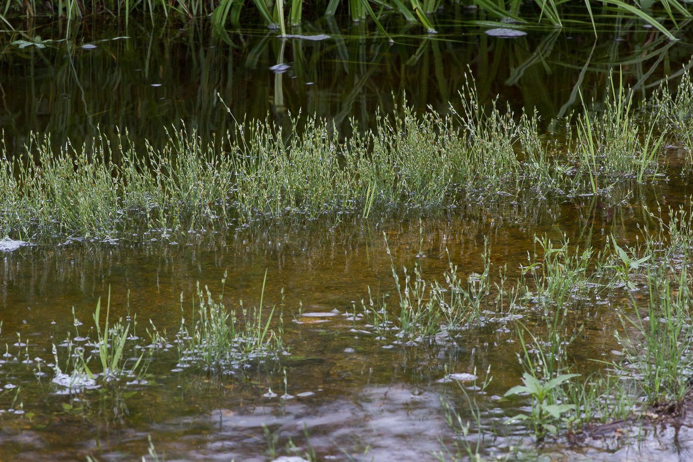 Image of Juncus bufonius specimen.