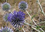 Echinops ruthenicus