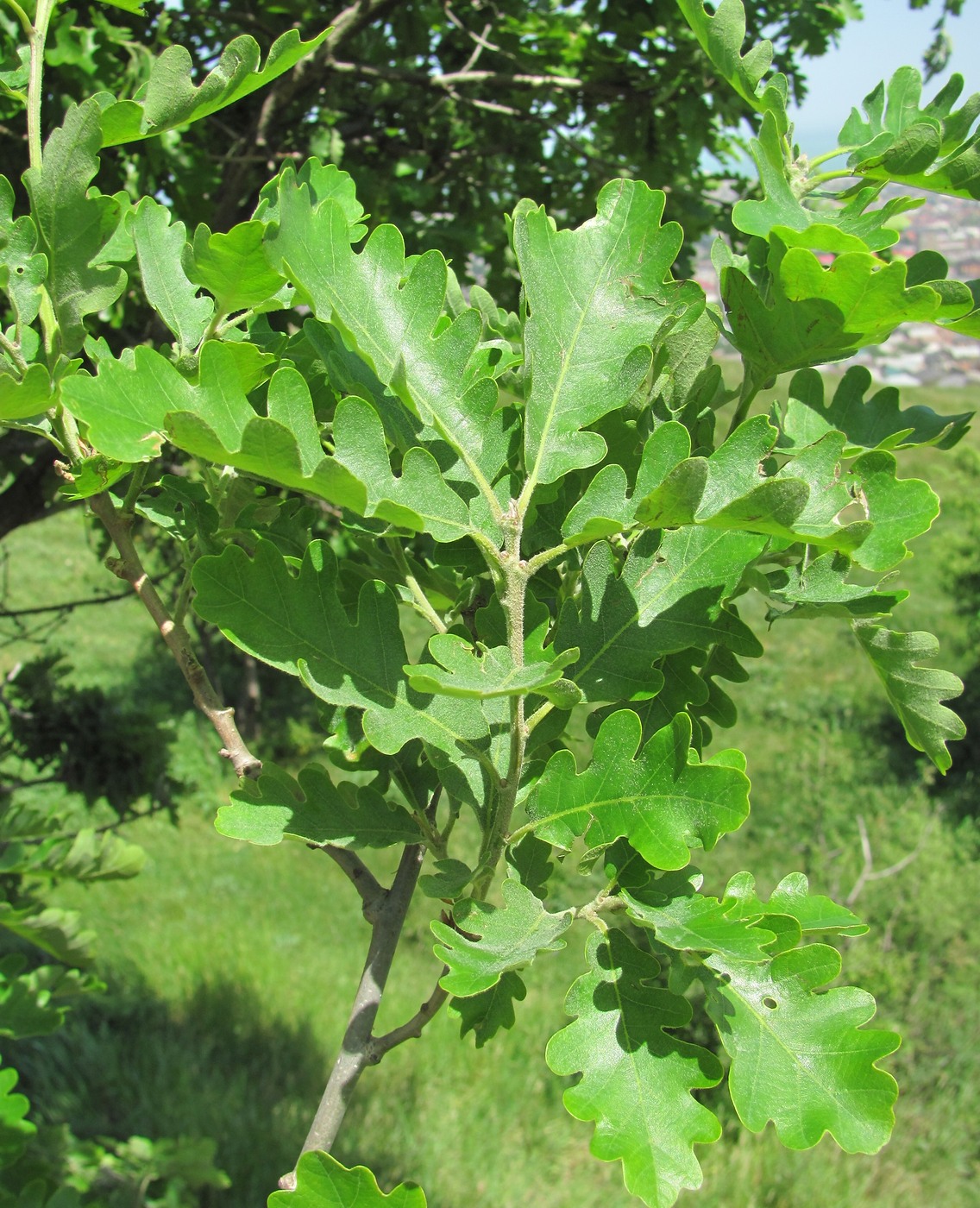 Image of Quercus pubescens specimen.