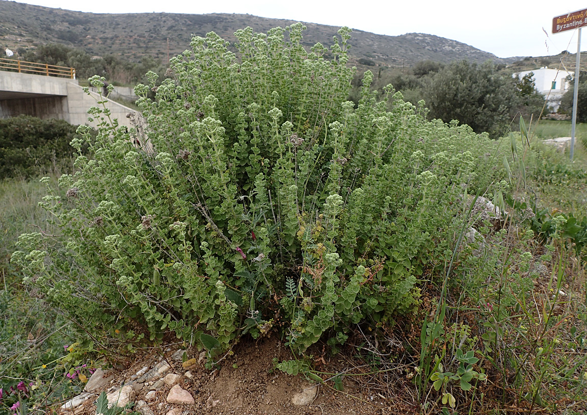 Image of Origanum onites specimen.