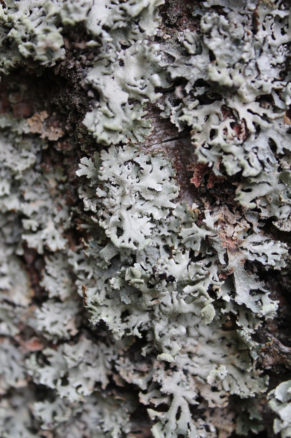 Image of Hypogymnia physodes specimen.