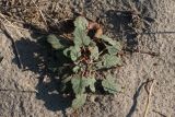 Erodium oxyrhynchum