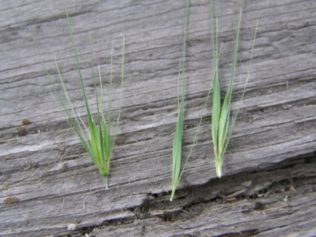 Image of Hordeum murinum specimen.