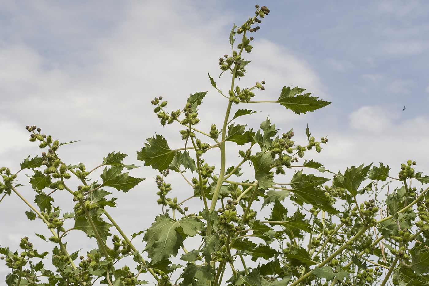 Image of Xanthium strumarium specimen.